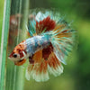 Galaxy/Candy Koi Halfmoon - 11 weeks old