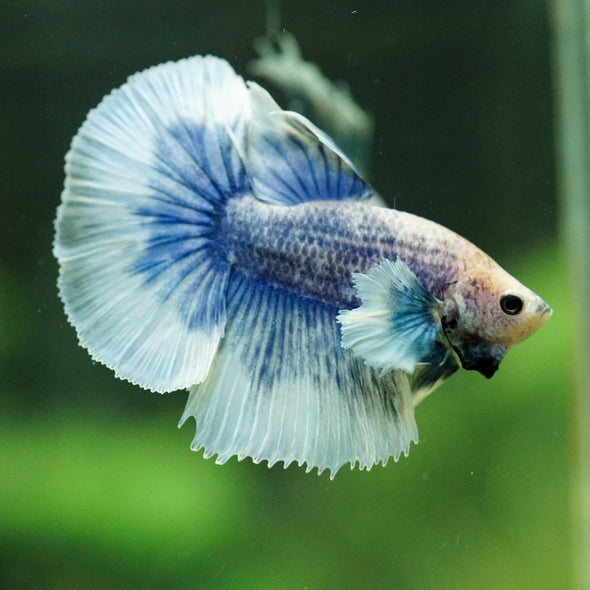 Dumbo Halfmoon - 10 weeks old
