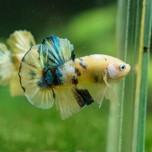 Multicolor/Galaxy Koi Plakat -13 weeks Old