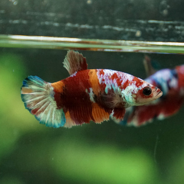 Multicolor/ Galaxy Koi Plakat- Female- 13 Weeks Old