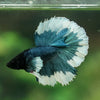 Dumbo Halfmoon - 10 weeks old