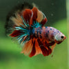 Galaxy/Candy Koi Halfmoon - 14 weeks old