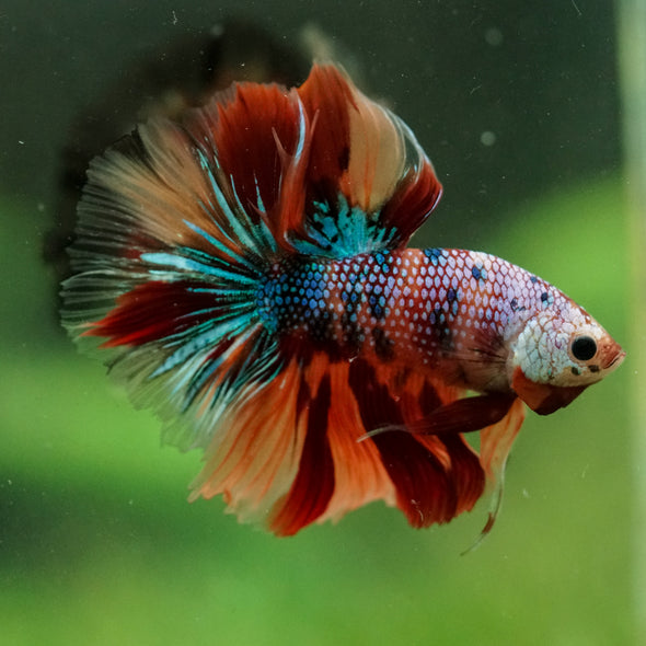 Galaxy/Candy Koi Halfmoon - 14 weeks old