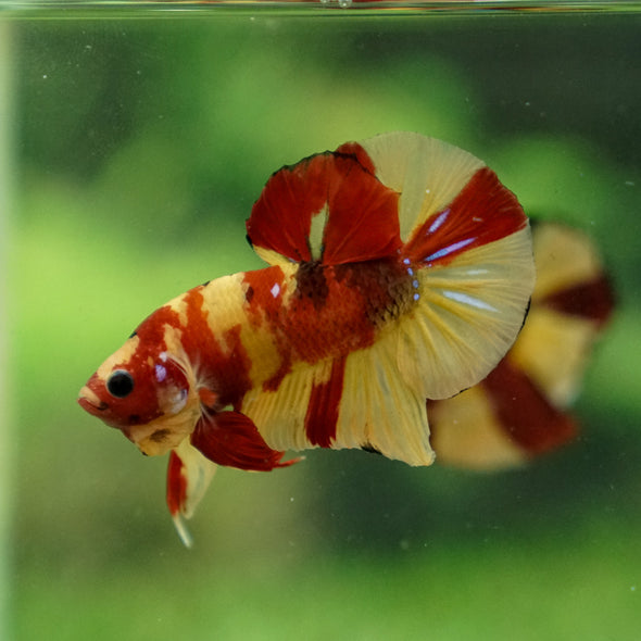 Multicolor/Galaxy Koi Plakat -13 weeks Old