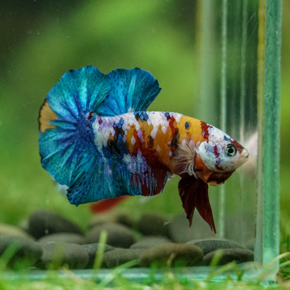 Multicolor/Galaxy Koi Plakat -16 weeks Old