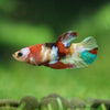Multicolor/ Galaxy Koi Plakat- Female- 13 Weeks Old