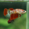 Multicolor/ Galaxy Koi Halfmoon- Female- 13 Weeks Old
