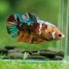 Multicolor/ Galaxy Koi Plakat- Female- 13 Weeks Old