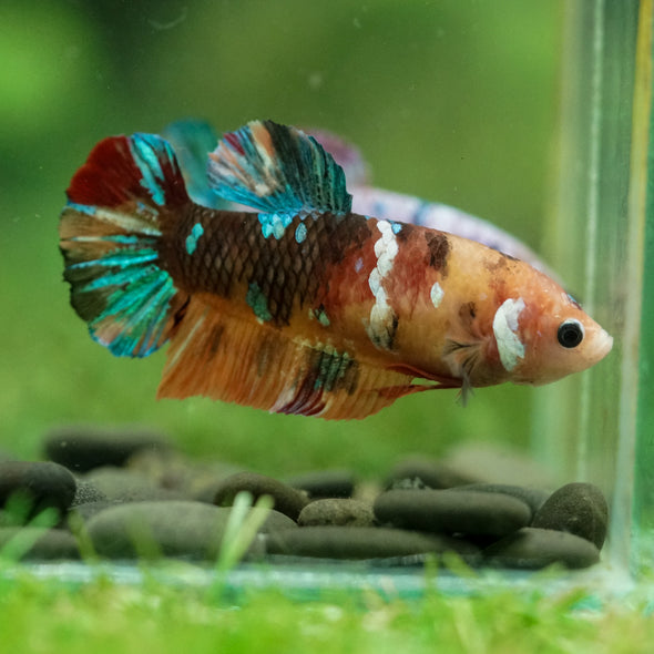 Multicolor/ Galaxy Koi Plakat- Female- 13 Weeks Old