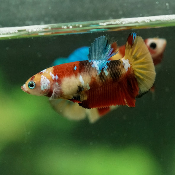 Multicolor/ Galaxy Koi Plakat- Female- 13 Weeks Old