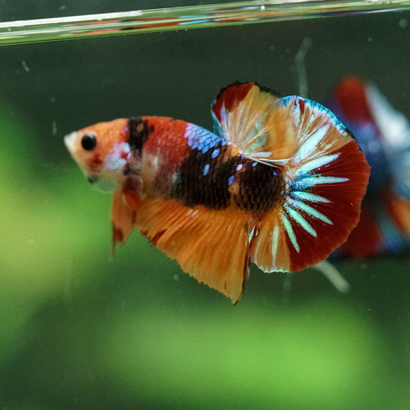 Multicolor/Galaxy Koi Plakat -10 weeks Old