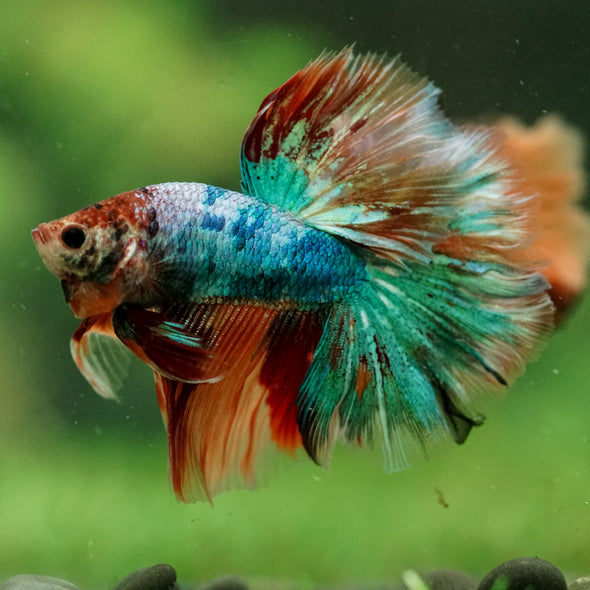 Galaxy/Candy Koi Halfmoon - 14 weeks old