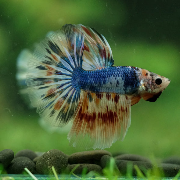 Galaxy/Candy Koi Halfmoon - 11 weeks old