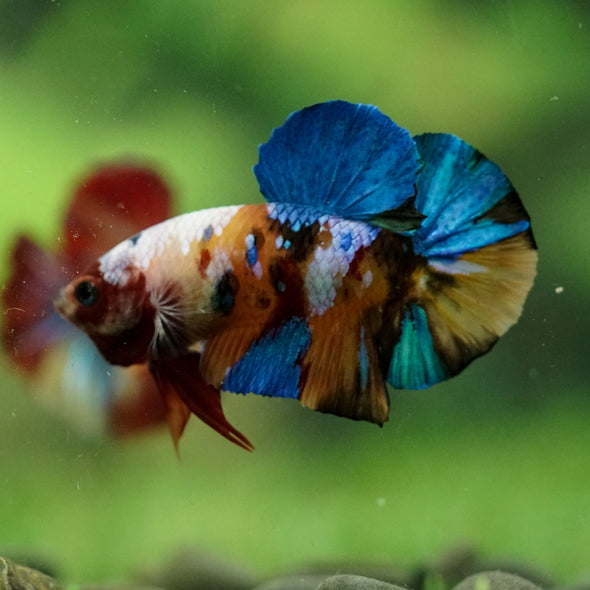 Multicolor/Galaxy Koi Plakat -16 weeks Old