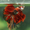 Galaxy/Candy Koi Halfmoon - 14 weeks old