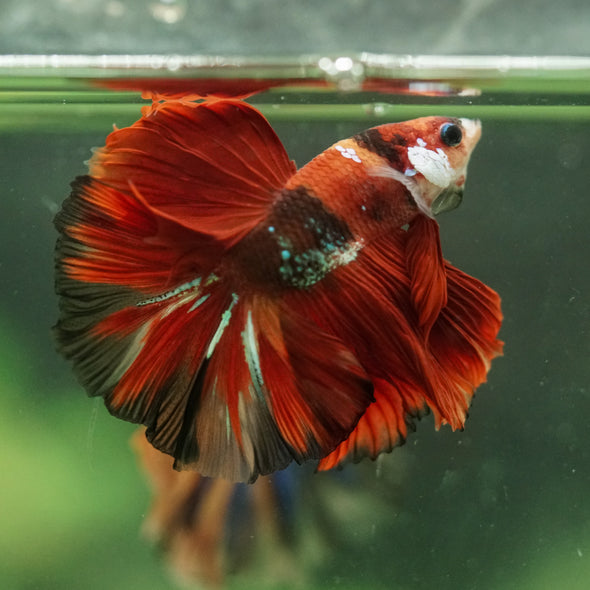 Galaxy/Candy Koi Halfmoon - 14 weeks old
