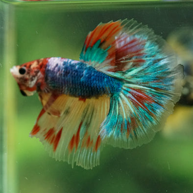 Galaxy/Candy Koi Halfmoon - 11 weeks old