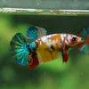 Multicolor/ Galaxy Koi Plakat - Female- 13 Weeks Old