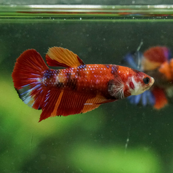 Multicolor/ Galaxy Koi Plakat- Female- 13 Weeks Old
