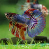 Galaxy/Candy Koi Halfmoon - 11 weeks old