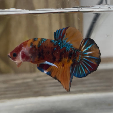 Giant koi Plakat- Customer’s request