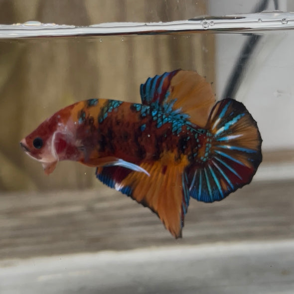 Giant koi Plakat- Customer’s request