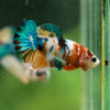 Multicolor/ Galaxy Koi Plakat- Female- 13 Weeks Old