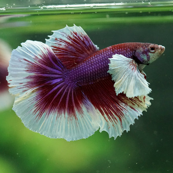 Dumbo Halfmoon - 11 weeks old