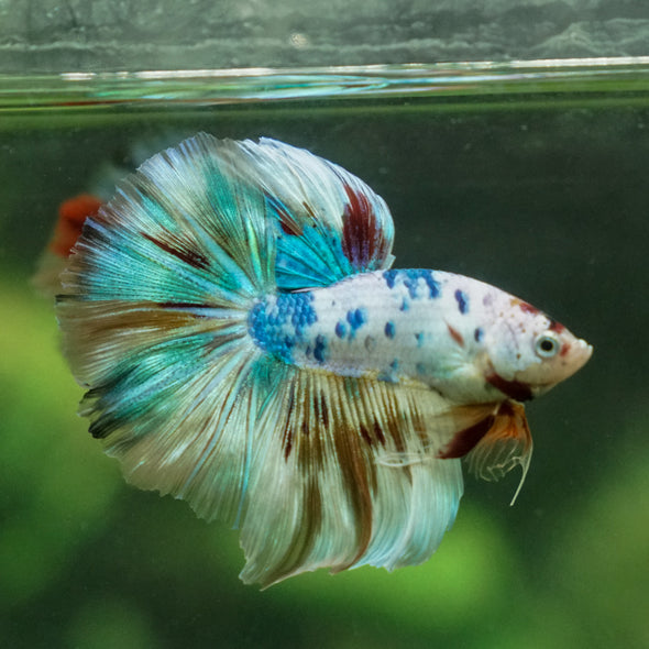 Galaxy/Candy Koi Halfmoon - 13 weeks old