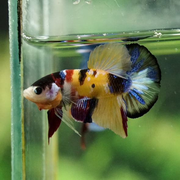 Multicolor/Galaxy Koi Plakat -16 weeks Old