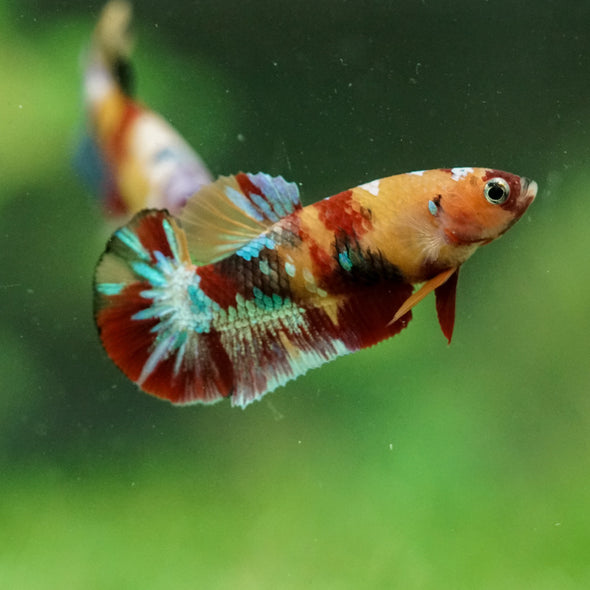 Multicolor/ Galaxy Koi Plakat- Female- 13 Weeks Old