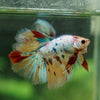 Galaxy/Candy Koi Halfmoon - 13 weeks old