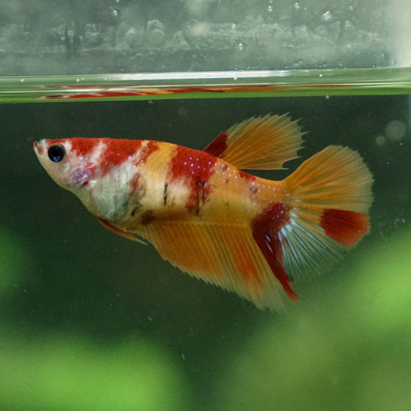 Multicolor/ Galaxy Koi Halfmoon - Female- 13 Weeks Old