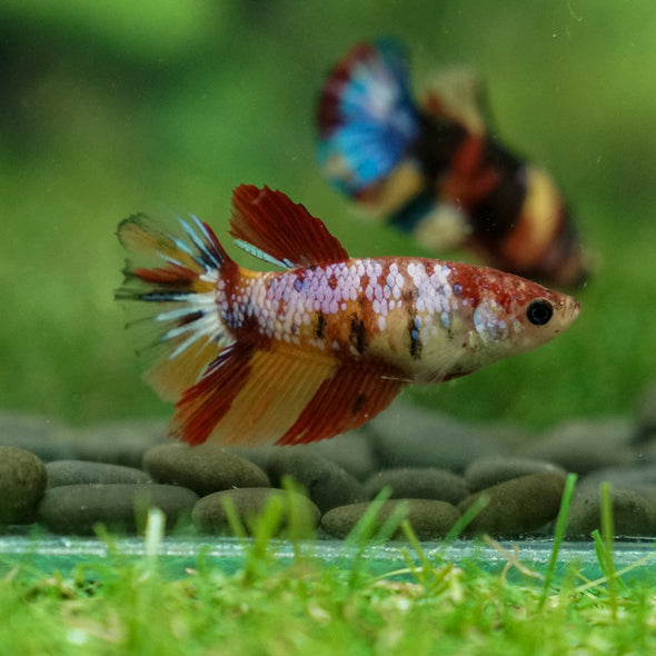 Multicolor/ Galaxy Koi Halfmoon - Female- 13 Weeks Old