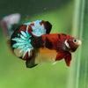 Multicolor/Galaxy Koi Plakat -16 weeks Old