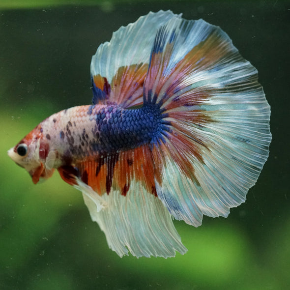 Galaxy/Candy Koi Halfmoon - 14 weeks old