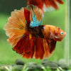 Galaxy/Candy Koi Halfmoon - 14 weeks old