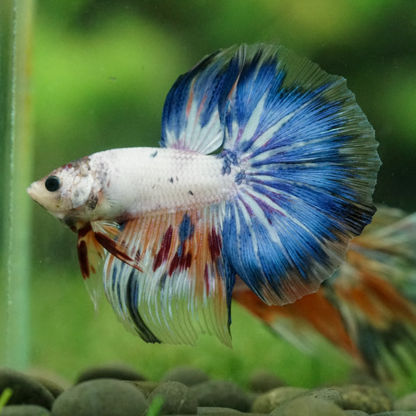 Galaxy/Candy Koi Halfmoon - 14 weeks old