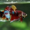 Multicolor/Galaxy Koi Plakat -16 weeks Old