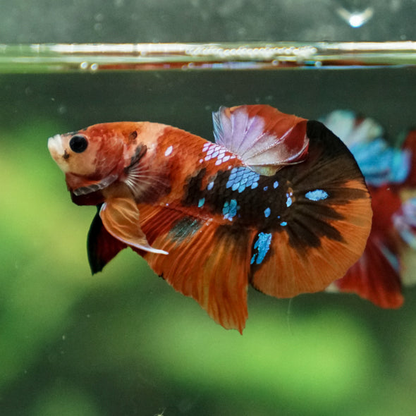 Multicolor/Galaxy Koi Plakat -13 weeks Old