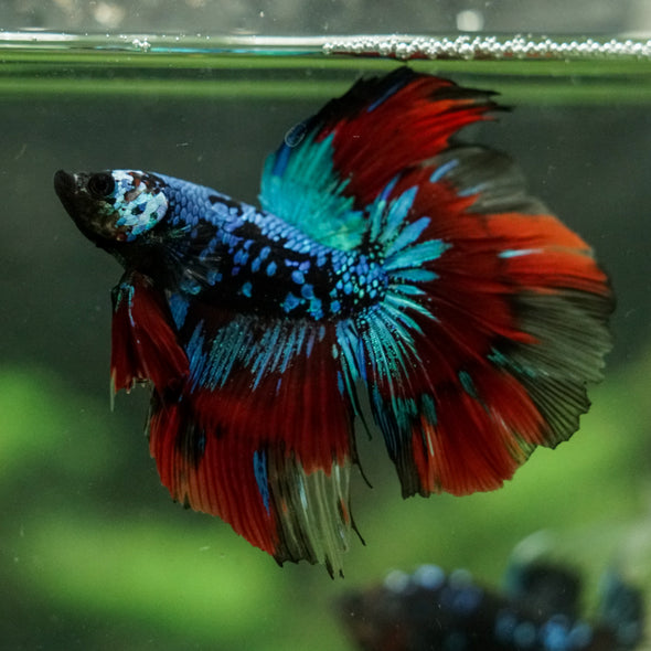 Black Base Galaxy Koi Halfmoon (Avatar) - 14 weeks old