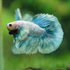 Dumbo Halfmoon - 10 weeks old
