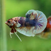 Multicolor/Galaxy Koi Plakat -10 weeks Old