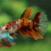 Multicolor/ Galaxy Koi Halfmoon- Female- 13 Weeks Old