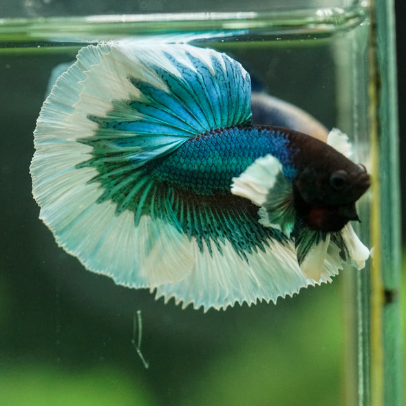 Dumbo Halfmoon - 11 weeks old
