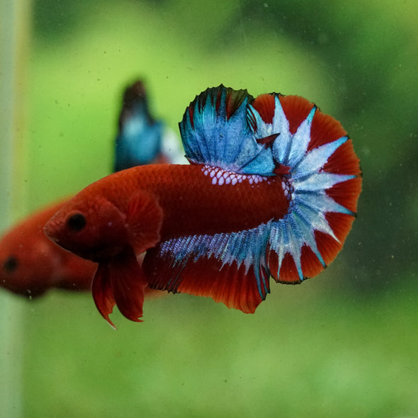 Red Fancy (Hell Boy) Plakat -13 weeks Old