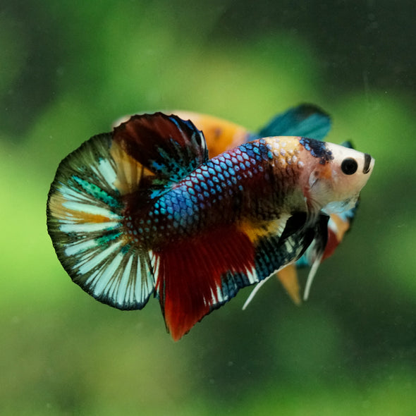 Multicolor/Galaxy Koi Plakat -16 weeks Old