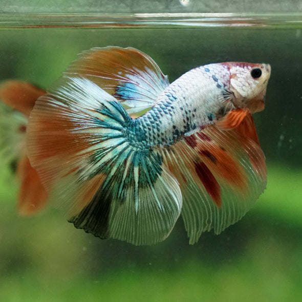 Candy/Galaxy Koi Halfmoon - 15 weeks old