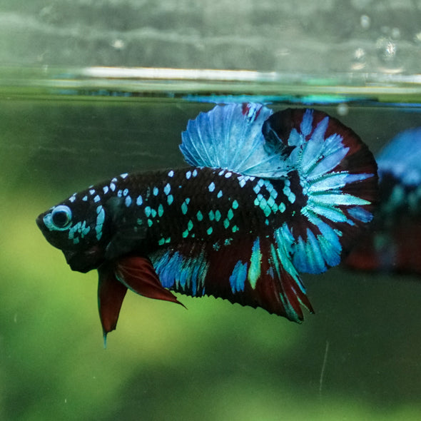 Multicolor/Galaxy Koi Plakat -13 weeks Old