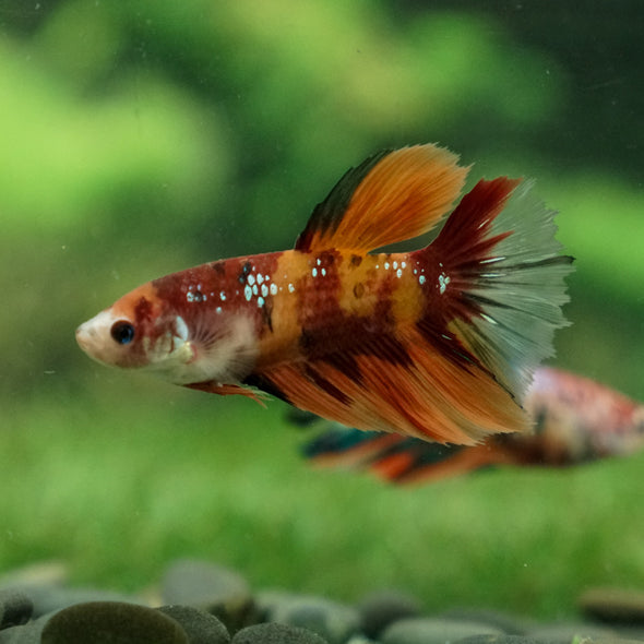 Multicolor/ Galaxy Koi Halfmoon- Female- 13 Weeks Old